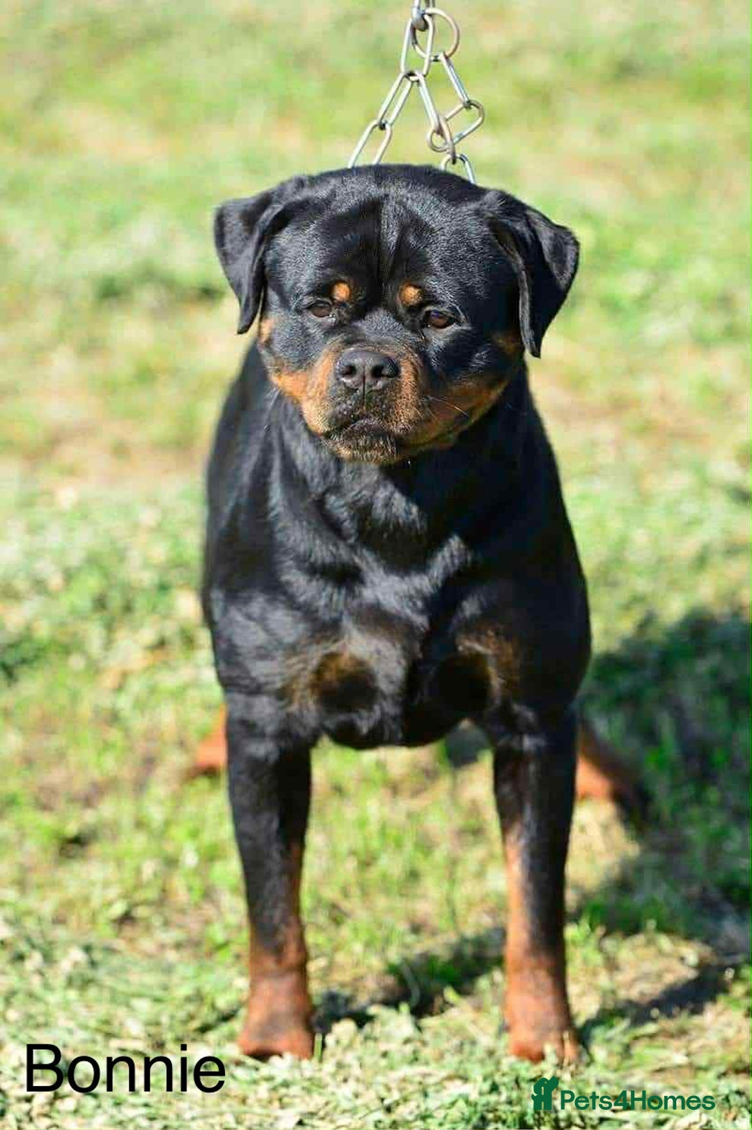 Rottweiler dogs for sale: Top Quality KC Health Tested Rottweiler Puppies  - Advert 6