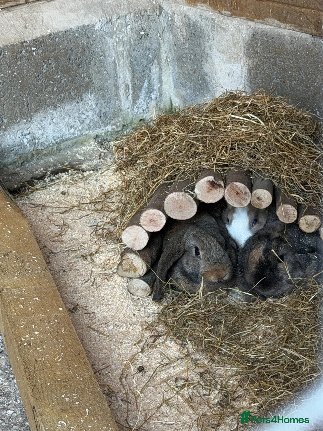 Mixed Breed rabbits for sale: Rabbits - Advert 26