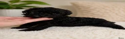 Toy Poodle dogs for sale: Two beautiful toy poodle girls  in Newtown - Advert 3