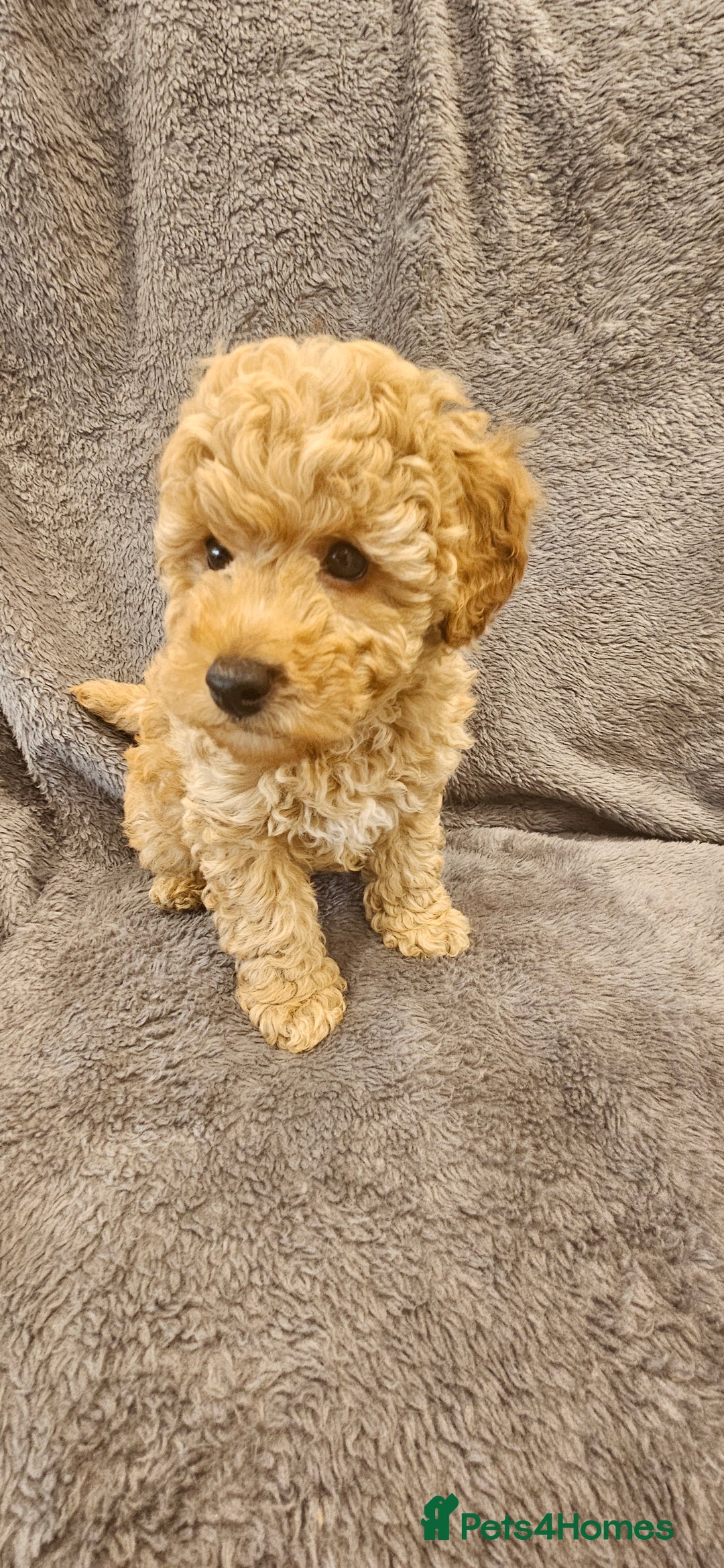 Toy Poodle dogs for sale: Beautiful Toy Poodle Puppies - Advert 3