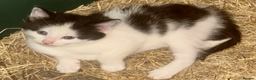 Mixed Breed cats for sale: Adorable Black and White Tuxedo Kittens - Advert 16