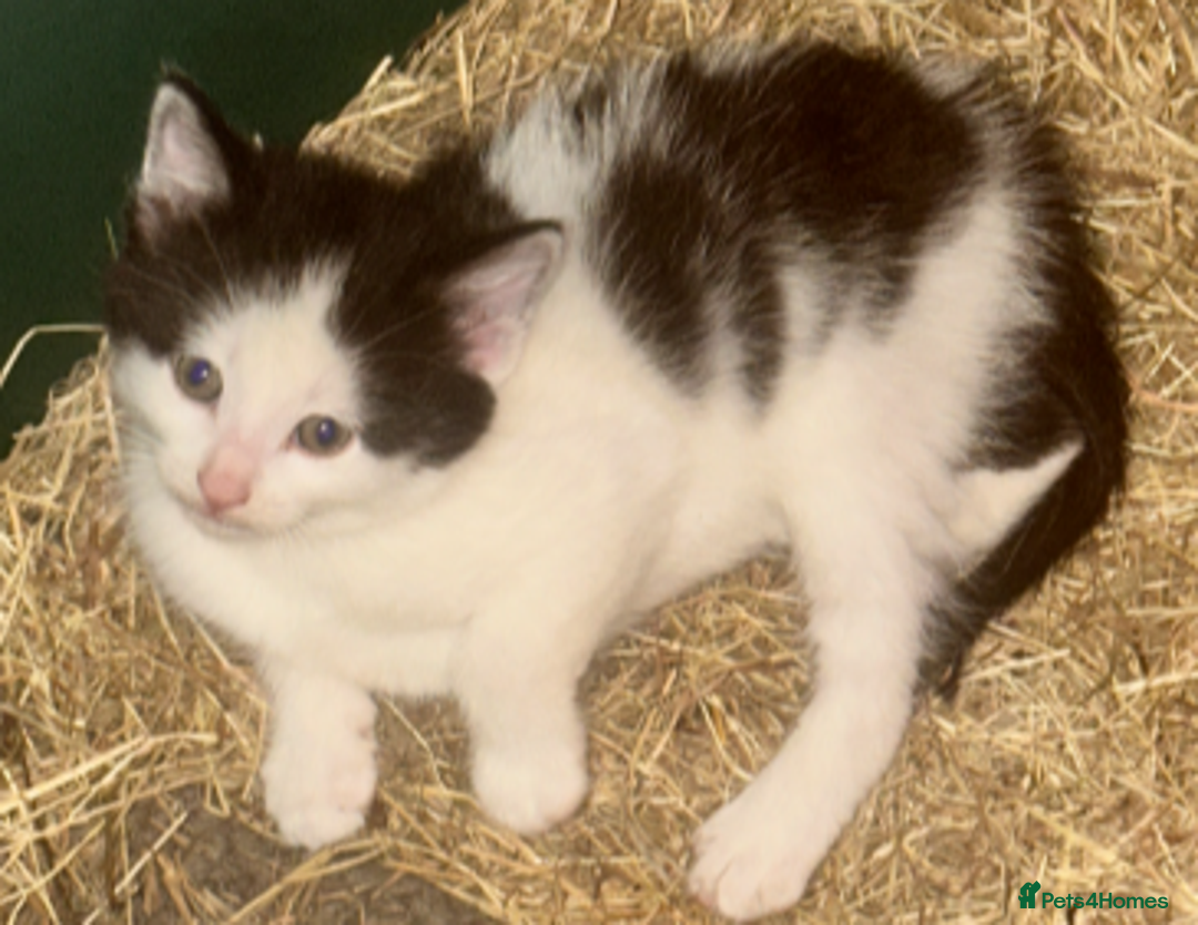 Mixed Breed cats for sale: Adorable Black and White Tuxedo Kittens - Advert 16