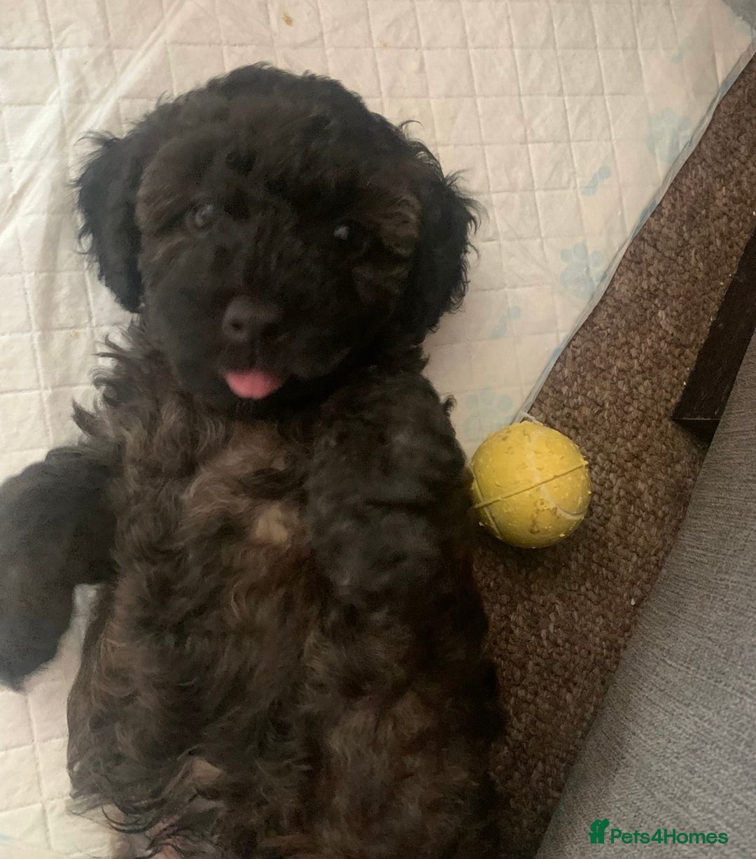 Yorkiepoo dogs for sale: Beautiful yorkipoo puppy  - Image 2