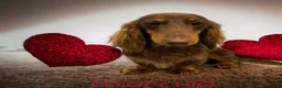 Miniature Dachshund dogs for stud: STUNNING MINIATURE DACHSHUND AVAILABLE AT STUD  in Grays - Advert 3
