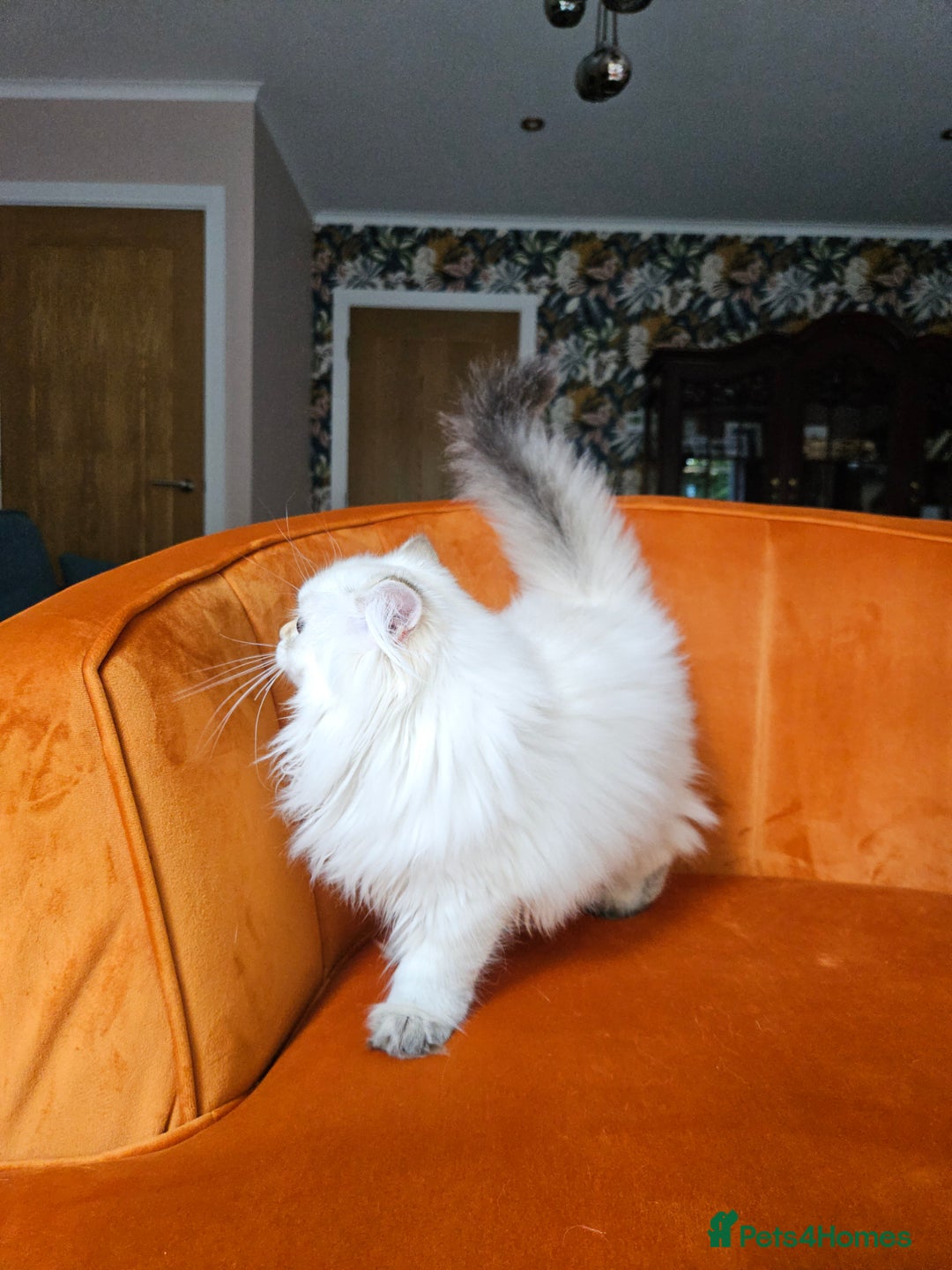 Scottish Fold cats for sale: Excellent Scottish straight girl ready to go in Erith - Image 26