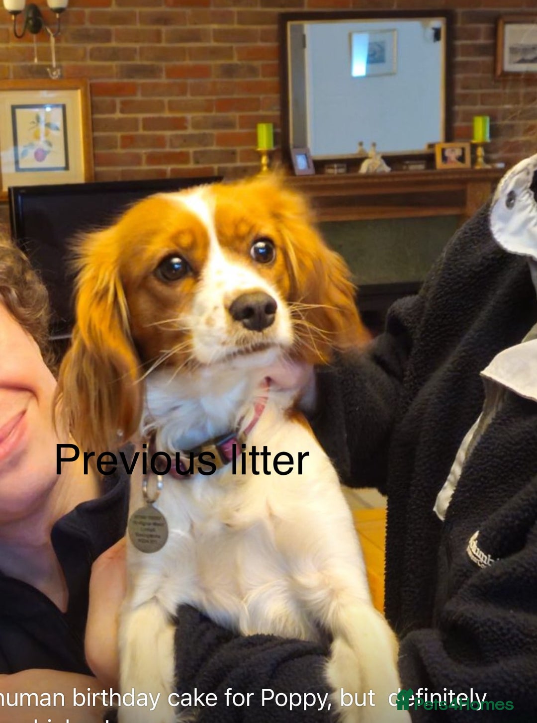 Cavapoo dogs for sale: Six cavapoo puppies F2( d.o.b. 23.10.2025) - Advert 12