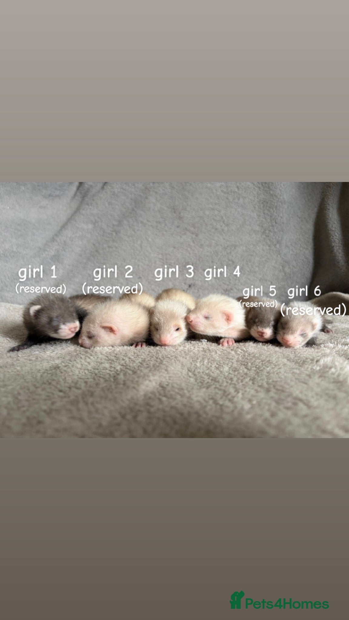 Ferret rodents Baby Ferrets For Sale - Advert 9