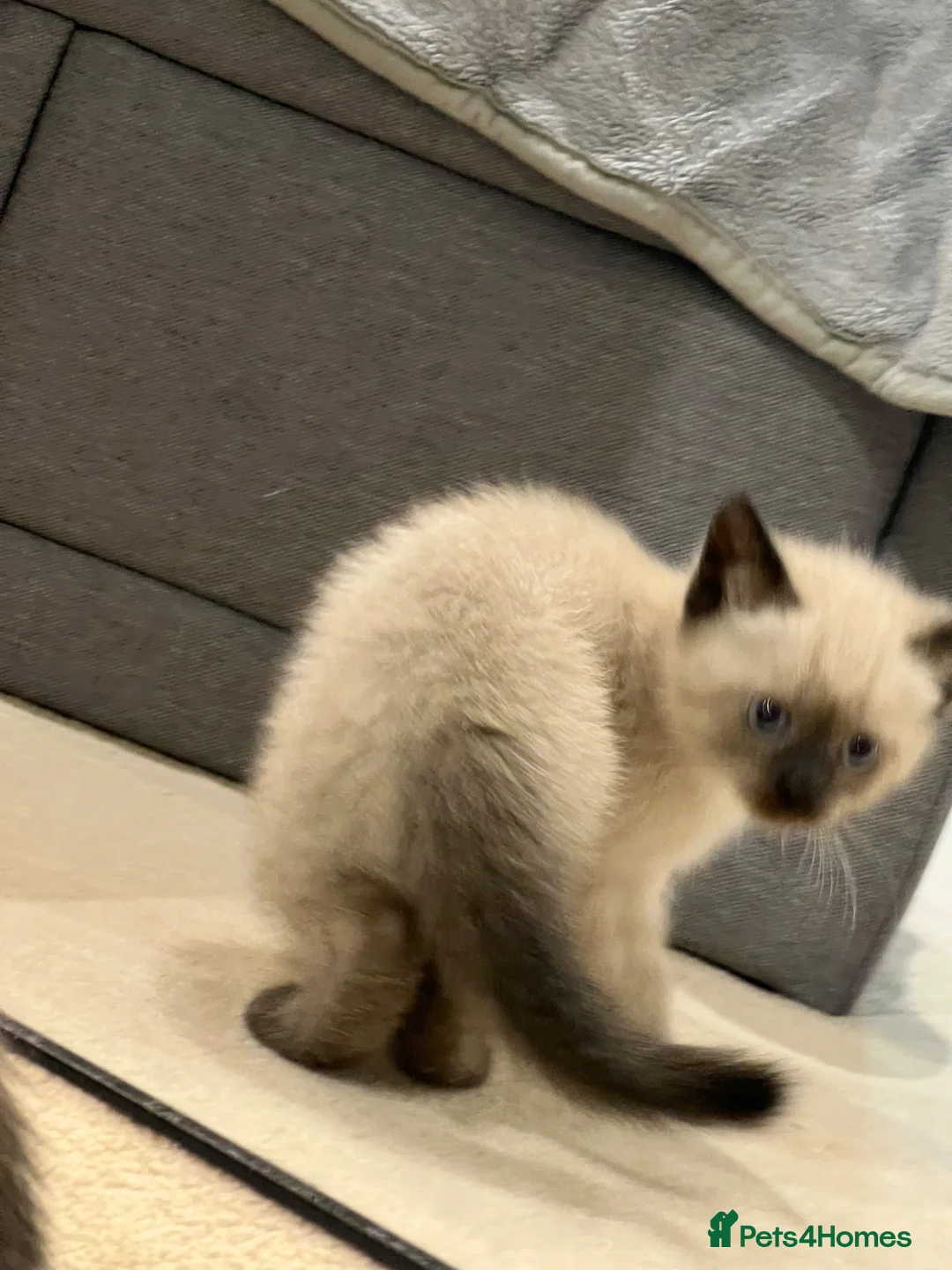 Mixed Breed cats for sale: Beautiful White Kitte Ragdoll (8 Weeks Old in Peterborough - Advert 17