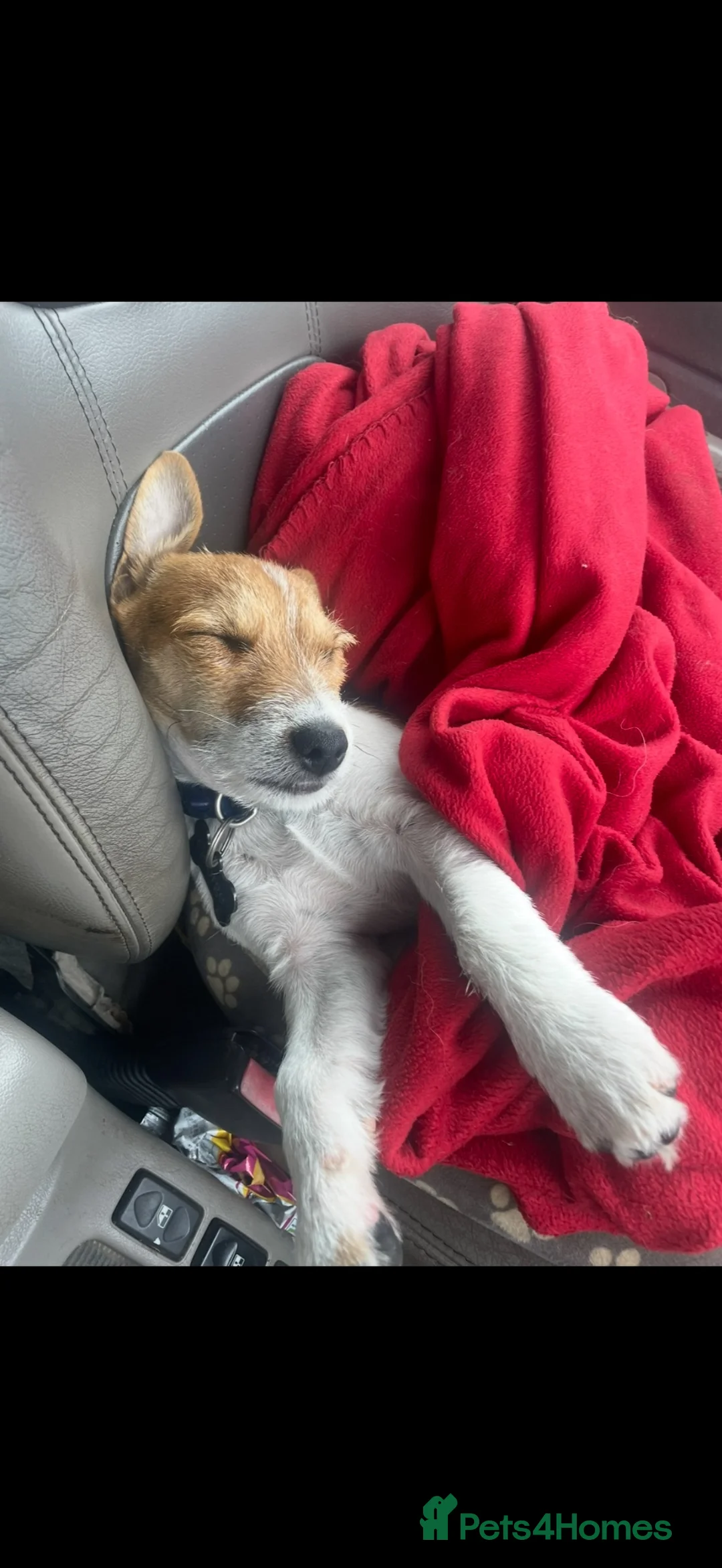 Jack Russell dogs for sale: Rough coated jack russel in Leicester - Advert 1
