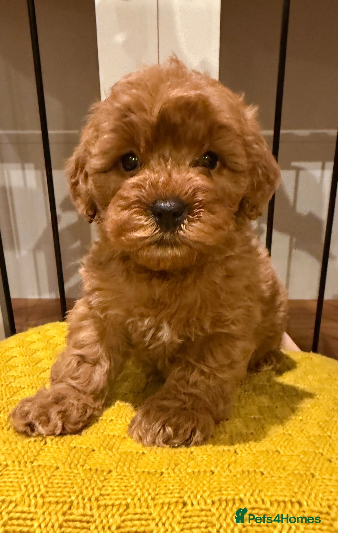 Cockapoo dogs for sale: 4 beautiful cockapoo puppies available  - Advert 7