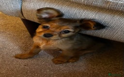 Russian Toy Terrier dogs for sale: Russian Toy puppies from show lines  - Image 2