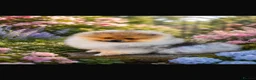 Pomeranian dogs for sale: Beautiful Pomeranian boy - Advert 5