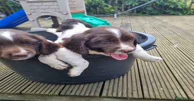 English Springer Spaniel dogs - Advert 1