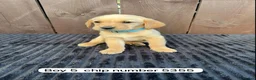 Goldador dogs for sale: Goldador puppies 9 available  - Advert 5