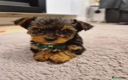 Yorkshire Terrier dogs for sale: Yorkshire Terrier teacup puppies  - Image 3