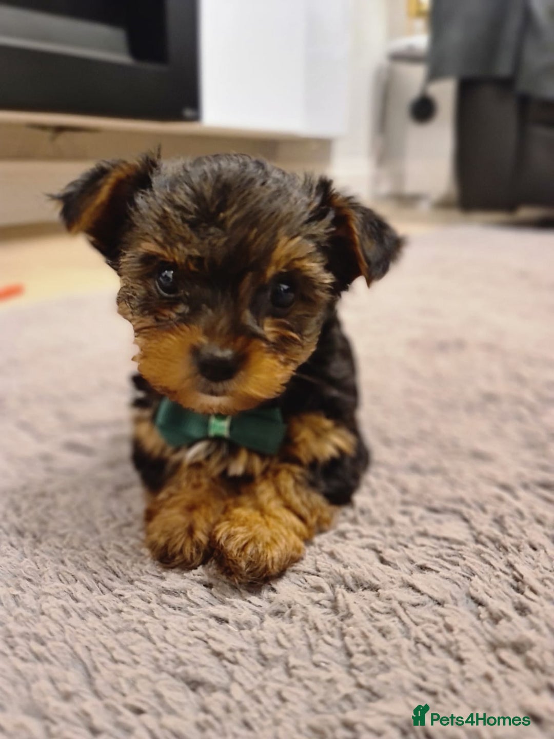 Yorkshire Terrier dogs for sale: Yorkshire Terrier teacup puppies  - Image 3