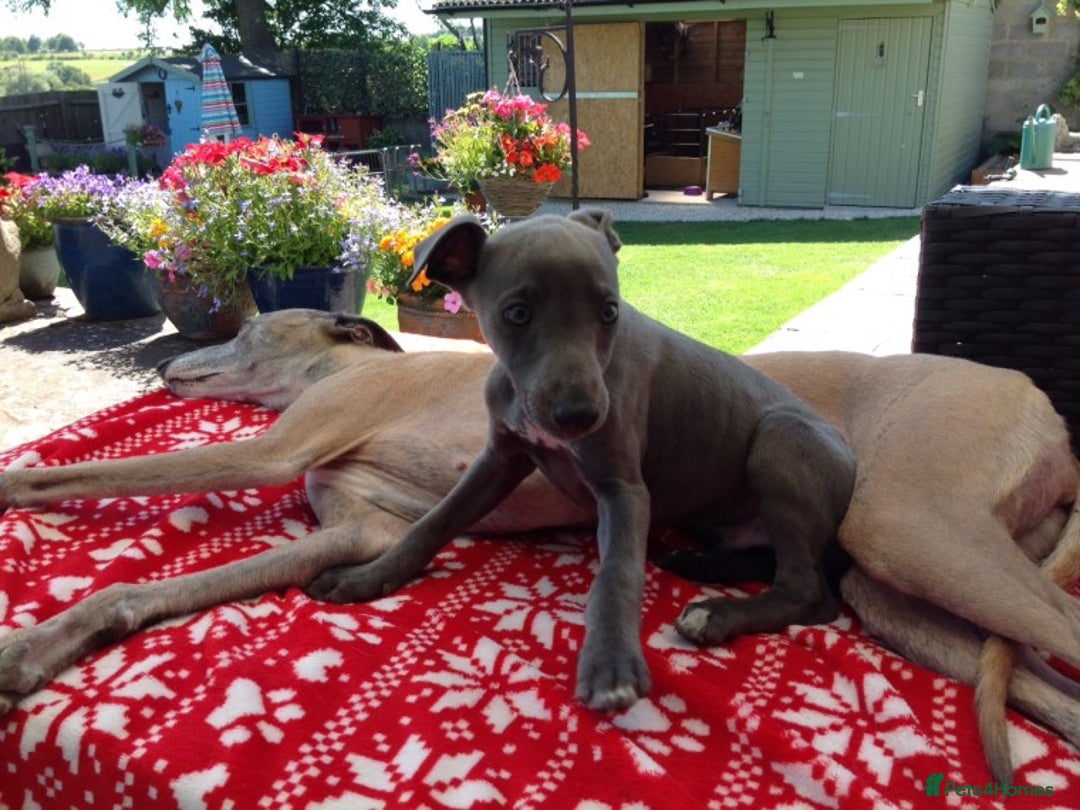 Whippet dogs for stud: BLUE PEDIGREE KC REGISTERED WHIPPET AT STUD in Salisbury - Image 6