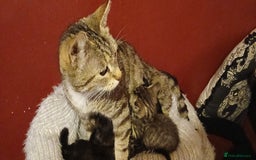Mixed Breed cats for sale: Female Ginger&Tabby&Black Kittens (Stevenage) - Image 7