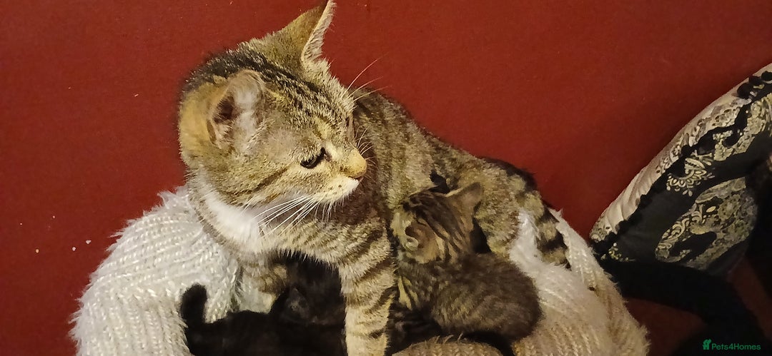 Mixed Breed cats for sale: Female Ginger&Tabby&Black Kittens (Stevenage) - Image 7