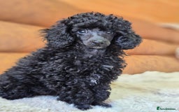 Toy Poodle dogs for sale: Gorgeous Tiny Toy Poodle Pups  - Image 39