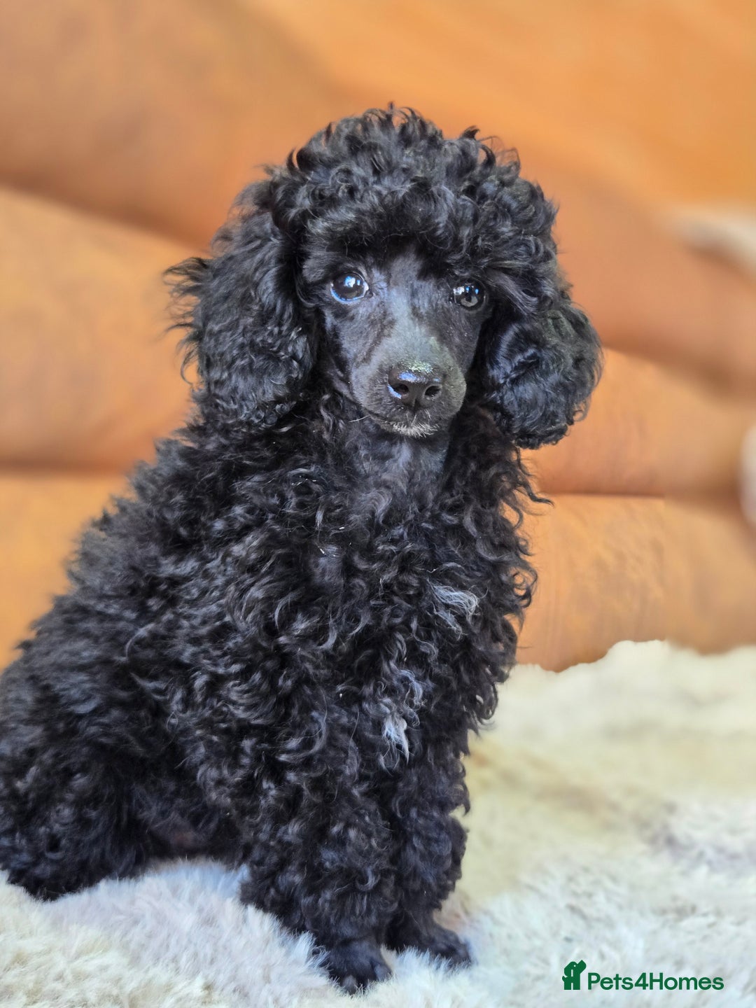 Toy Poodle dogs for sale: Gorgeous Tiny Toy Poodle Pups  - Image 39