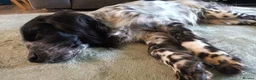 English Setter dogs for adoption: Mara  in Leighton Buzzard - Advert 7