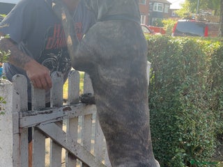 Cane Corso dogs 12 month old cane corso - Advert 1