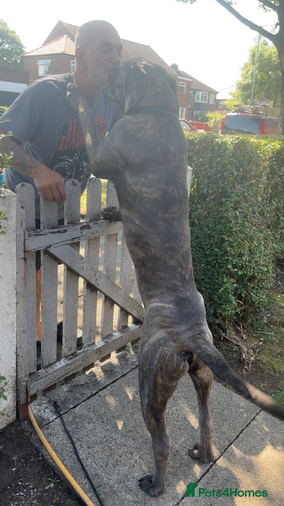 Cane Corso dogs for sale: 12 month old cane corso  - Advert 1