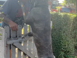 Cane Corso dogs 12 month old cane corso - Advert 2