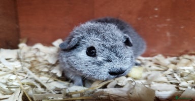 Guinea Pig rodents - Advert 3