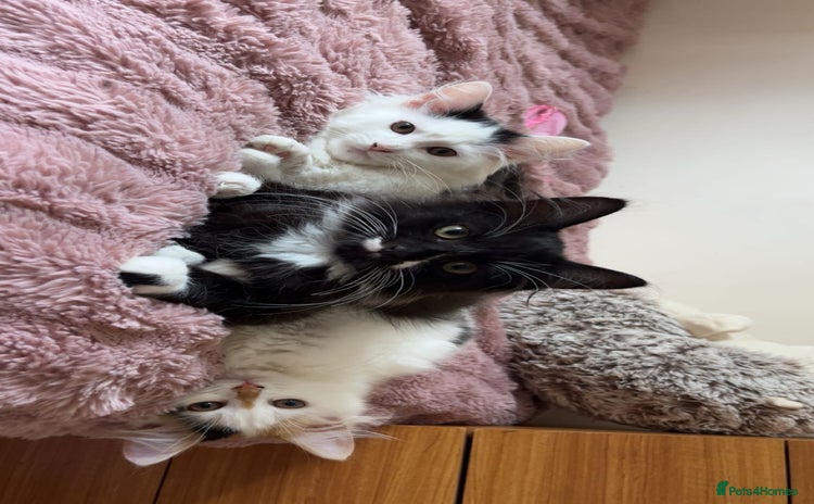 Mixed Breed cats - Advert 4