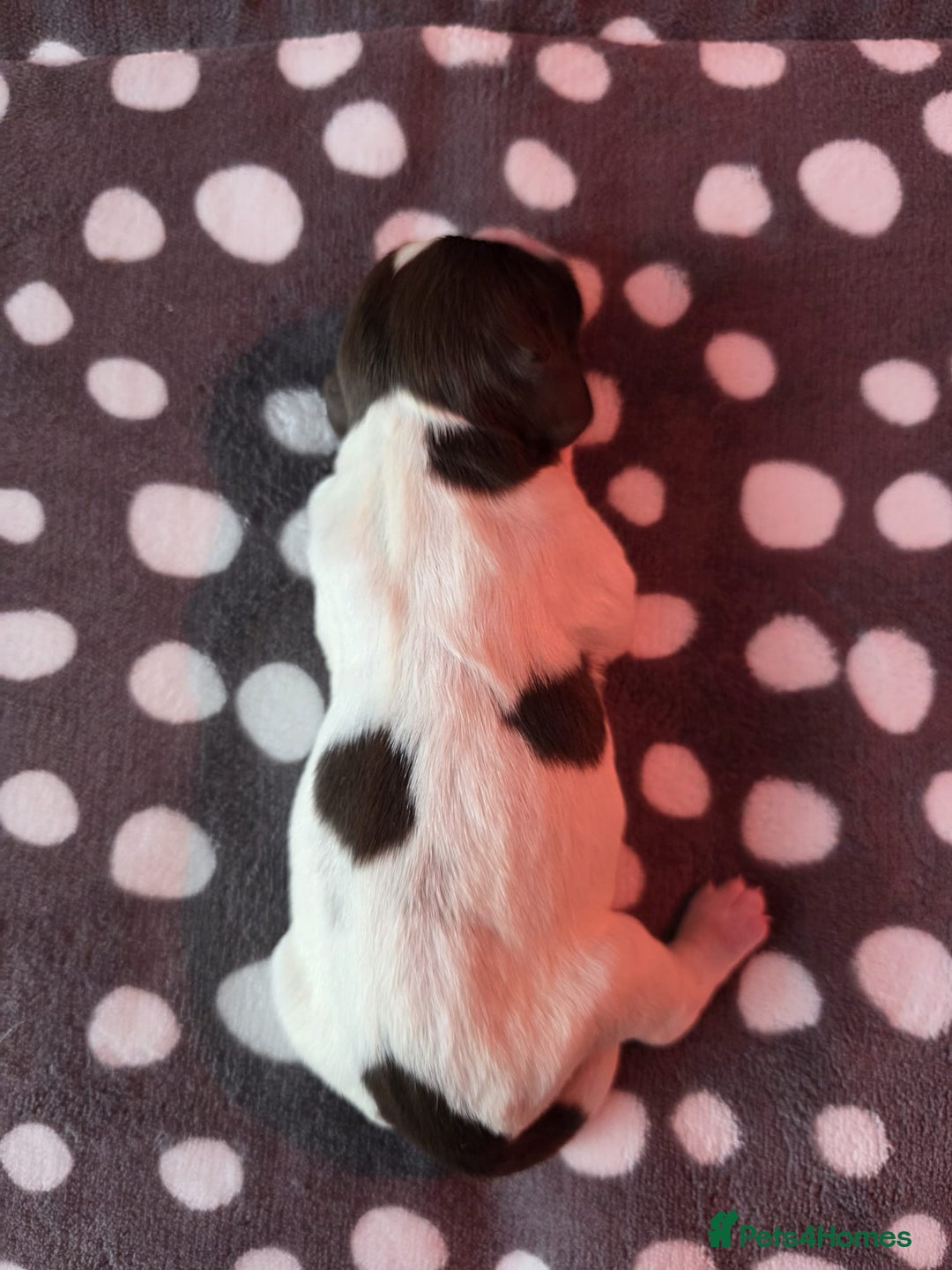 English Springer Spaniel dogs for sale: KC registered English Springer Spaniel puppies - Image 11