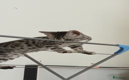 Bengal cats for sale: Bengal cross male kitten - Image 4