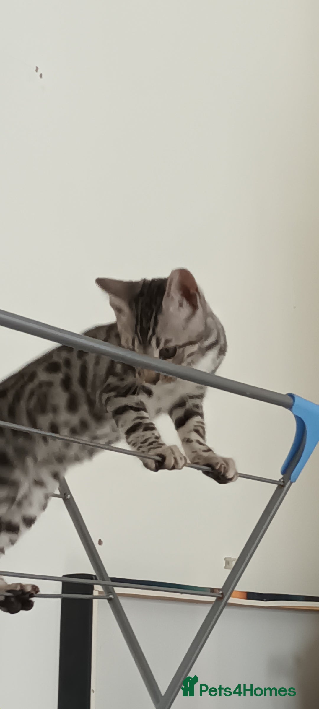 Bengal cats for sale: Bengal cross male kitten - Image 4