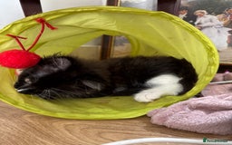 Maine Coon cats for sale: TICA registered large MaineCoon polydactyl kittens - Image 17