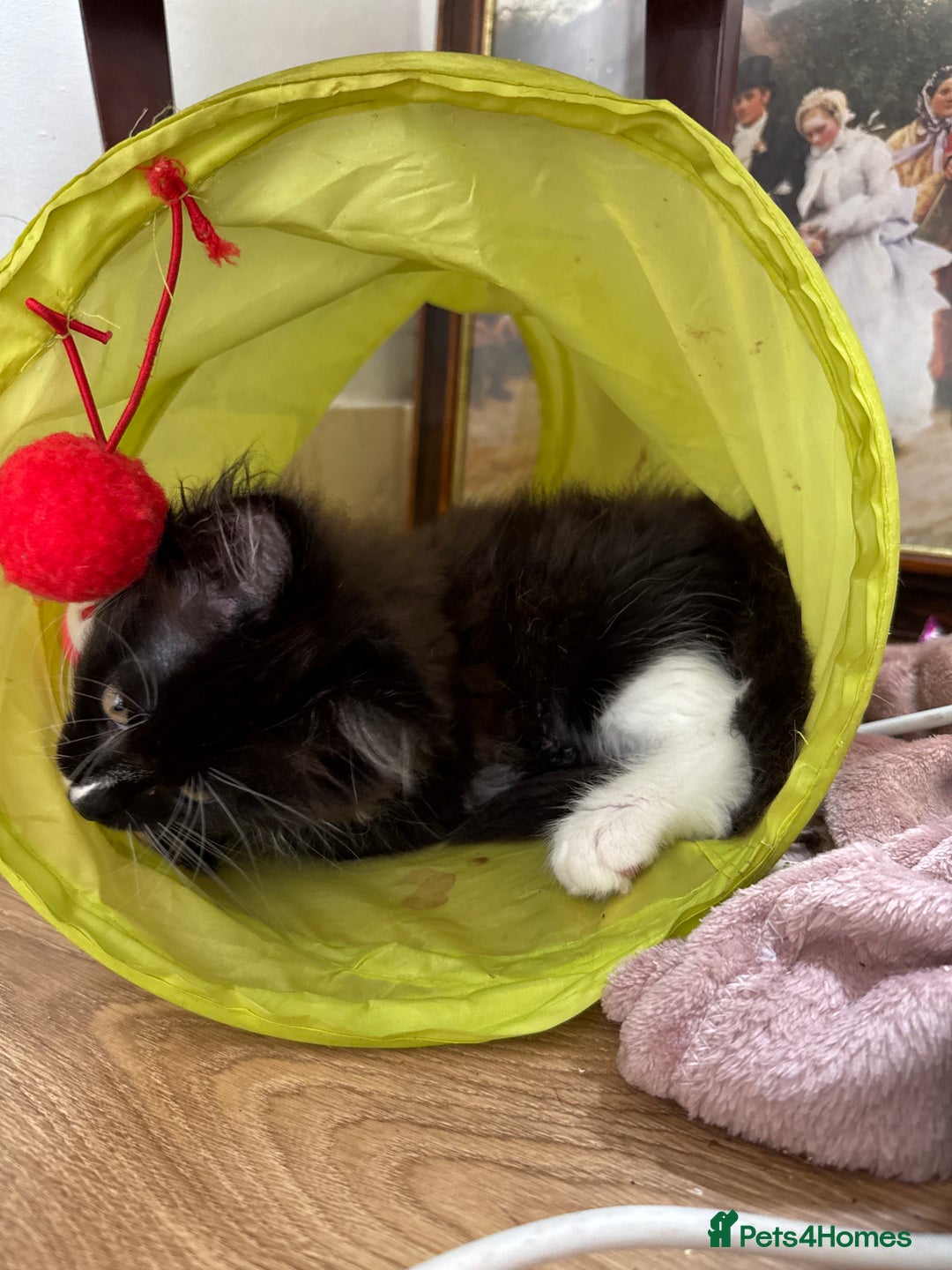 Maine Coon cats for sale: TICA registered large MaineCoon polydactyl kittens - Image 17