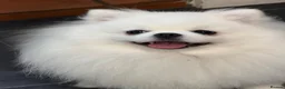 Pomeranian dogs for sale: Incredible Teddy Bear Pom Girl One in a Million  - Advert 7