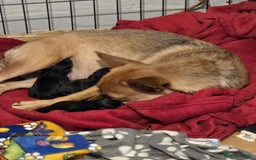 Mixed Breed dogs for sale: Schnoodle cross pommiestaff - Image 7