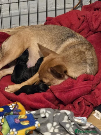 Mixed Breed dogs - Advert 1