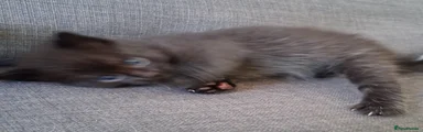 Ragdoll Kitten 3
