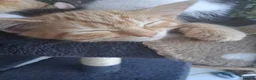 Mixed Breed cats for sale: Rare female Ginger Tabbies 😻 - Advert 36