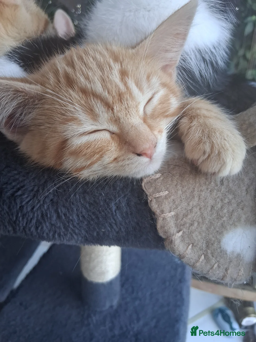 Mixed Breed cats for sale: Rare female Ginger Tabbies 😻 - Advert 36