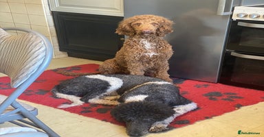 Standard Poodle dogs Two standard poodles for sale - Advert 10