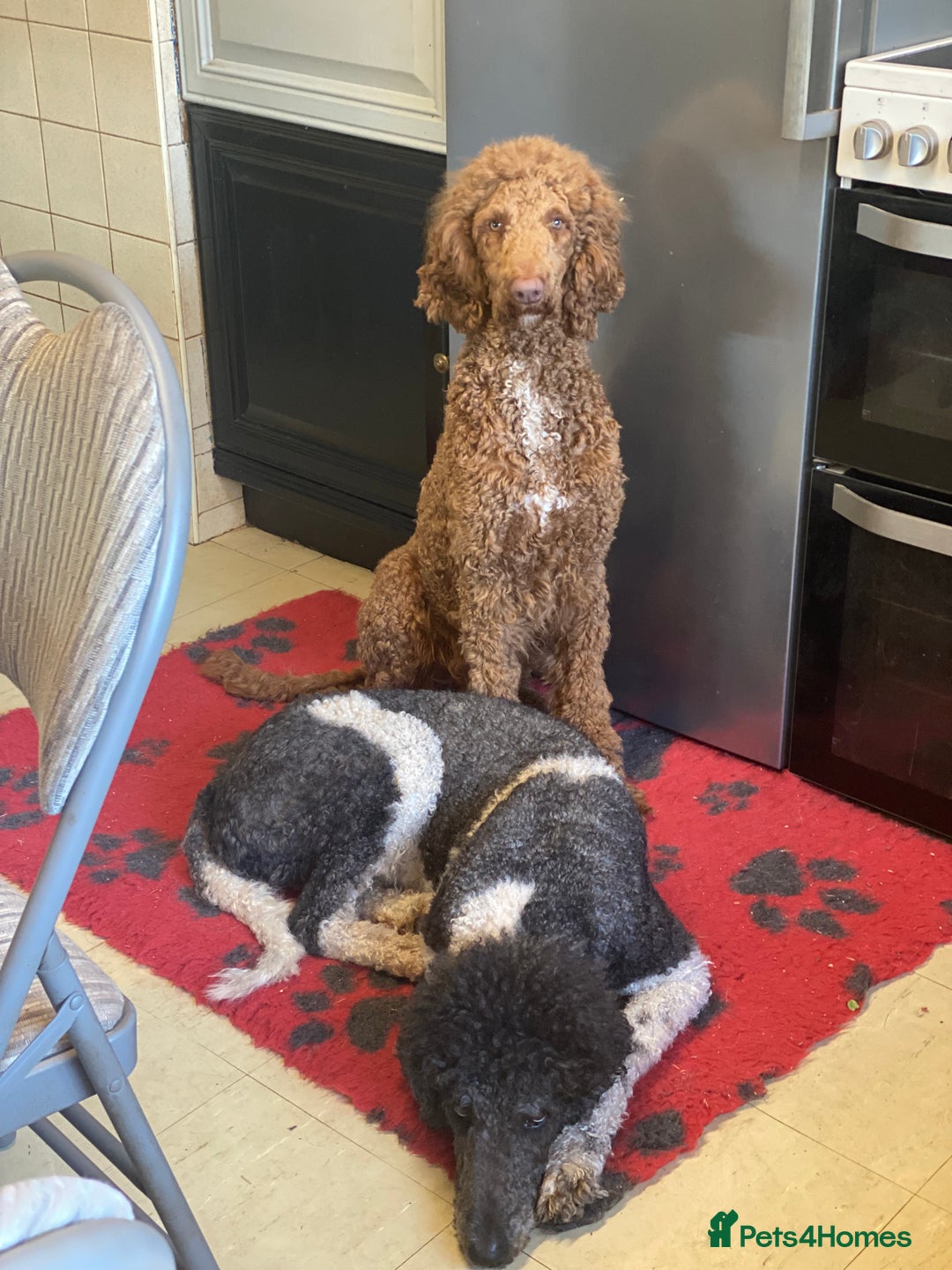Standard Poodle dogs for sale: Two standard poodles for sale - Advert 3