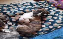 Whippet dogs for sale: Top Class Whippet Puppies bred from Champions - Image 7