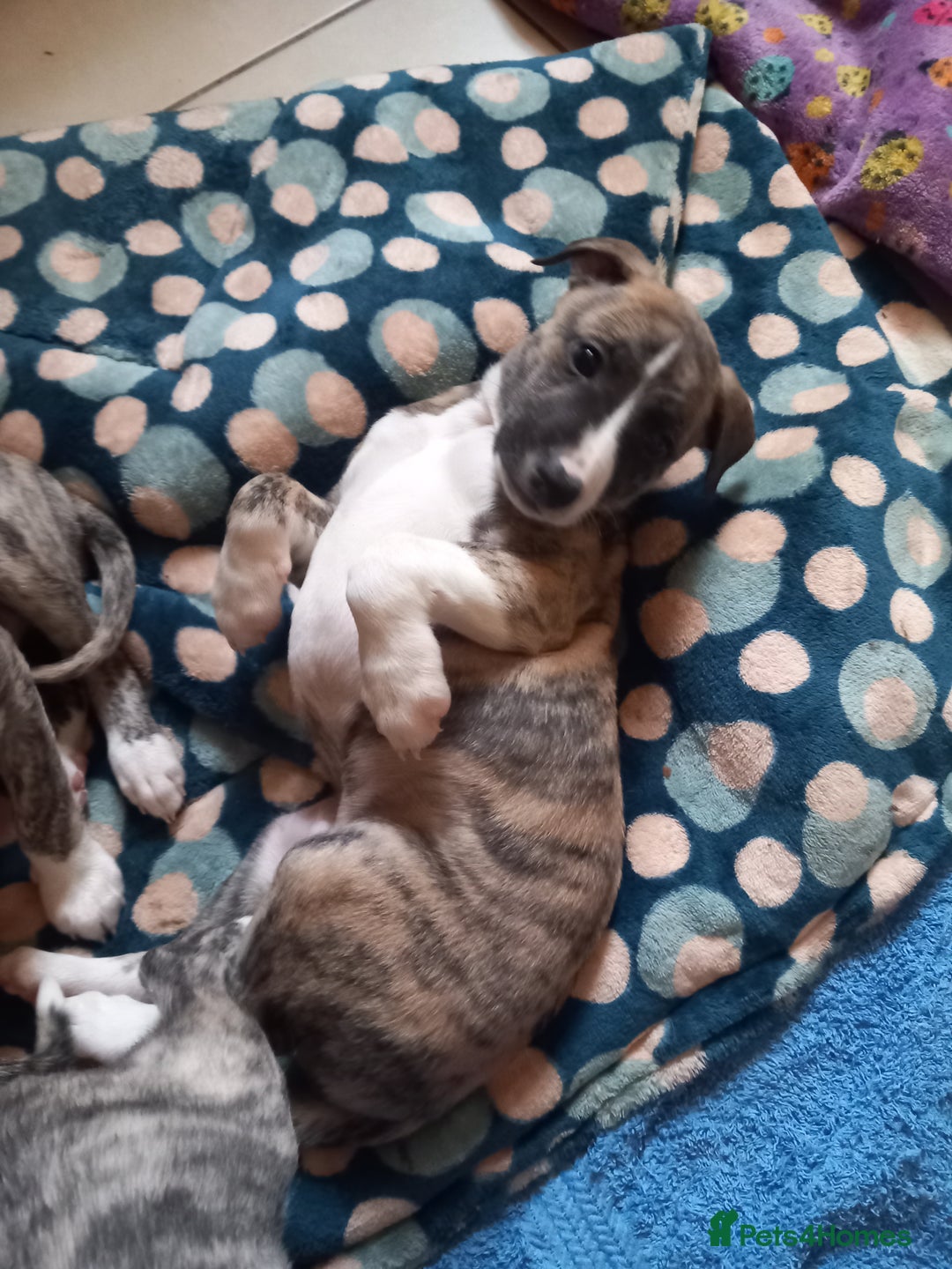 Whippet dogs for sale: Top Class Whippet Puppies bred from Champions - Image 7