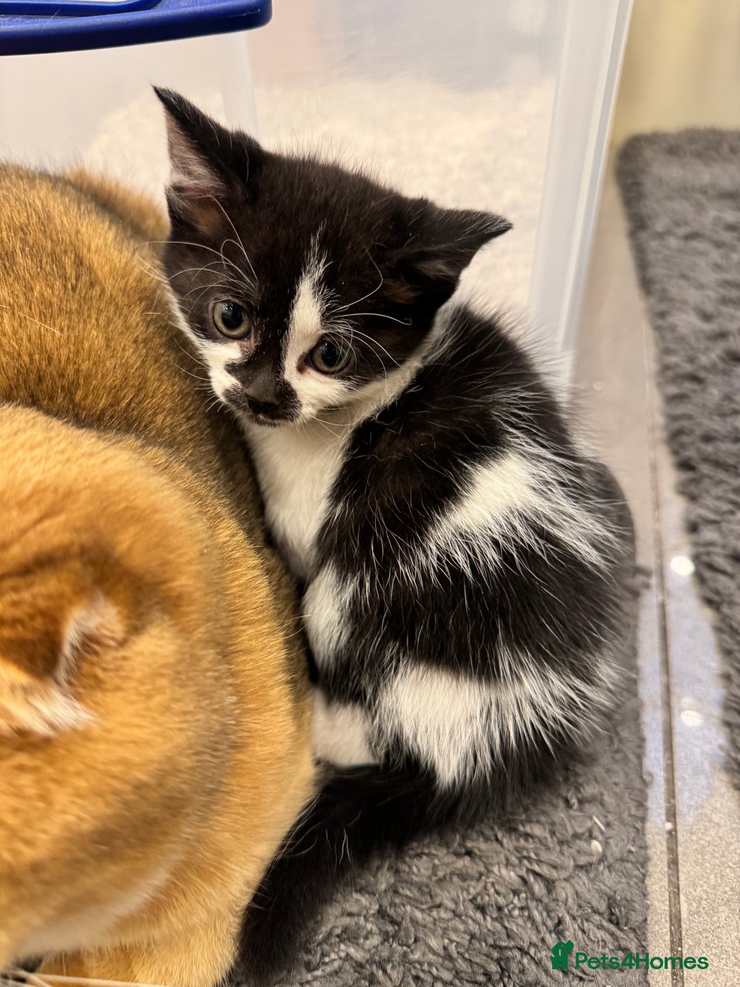 Bengal cats for sale: Bengal x British short hair kittens ready soon 15t - Advert 9