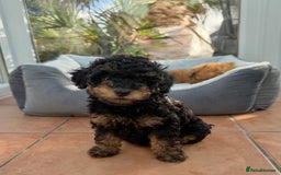 Schnoodle dogs for sale: Schnoodle puppies  - Advert 19