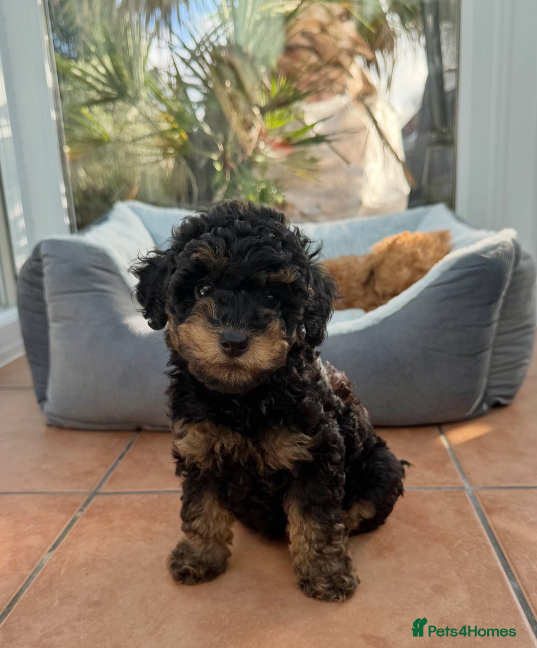 Schnoodle dogs for sale: Schnoodle puppies  - Advert 19