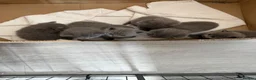 British Shorthair cats for sale: British shorthair (blue)  - Advert 5